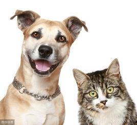 娱乐吃瓜宠物推荐